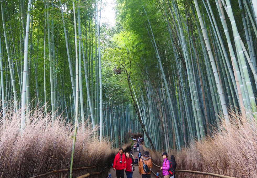 Rừng tre Arashiyama